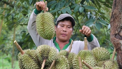 ចំណូល​នាំចេញ​បន្លែ​ផ្លែឈើ​របស់​ប្រទេស​បាន​សម្រេច​គោលដៅ​ក្នុង​រយៈពេល ១ ខែ​ដើមឆ្នាំ។