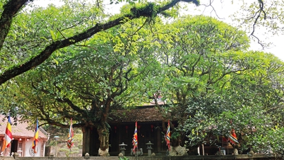 ชมต้นไม้โบราณ 2 ต้น ณ โบราณสถานวัดกาวอันฟู (Kinh Mon)