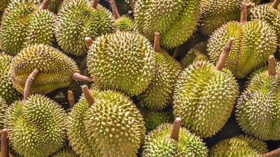 Vàng SJC đứng ở mức 89 triệu đồng/lượng; Sầu riêng tiếp đà giảm do vào chính vụ