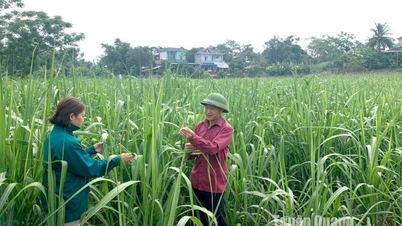 Cơ cấu lại ngành Nông nghiệp: Cơ hội và thách thức - Bài 2: Thách thức đặt ra