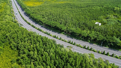 Tuyến đường xuyên rừng đẹp như tranh ở TP Hồ Chí Minh