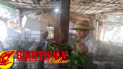 ជើងចាស់ជាមួយគំរូចិញ្ចឹមទន្សាយនូវែលសេឡង់ យោងទៅតាមតំណខ្សែសង្វាក់