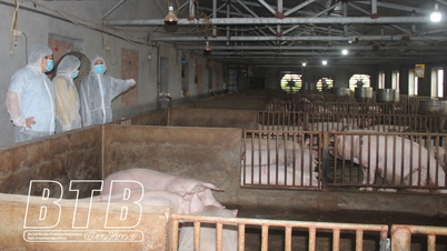 Xử lý môi trường, phòng, chống dịch bệnh trên đàn vật nuôi