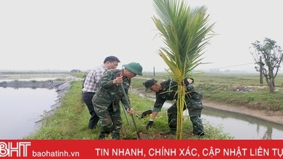 Trồng thêm gần 500 cây dừa xiêm tại khu sinh thái Đồng Ghè