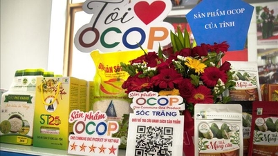 Gạo đặc sản ST25 được xếp hạng OCOP 5 sao