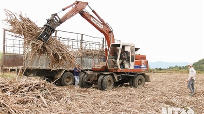 Chú trọng đầu tư phát triển vùng nguyên liệu mía