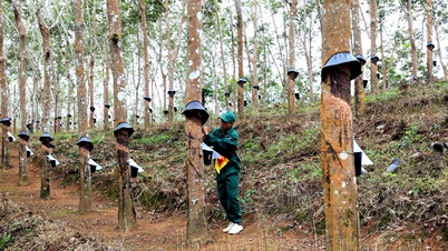 Hội thi "Bàn tay vàng" thu hoạch mủ cao su