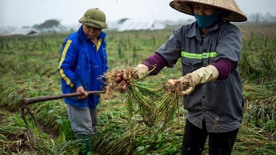 Hai Duong farmers sow winter crops faster than last year