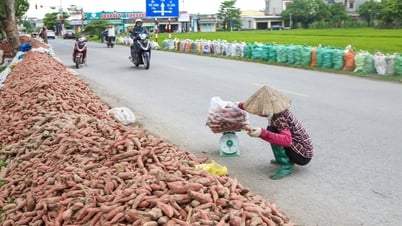 Khoảng 40 tấn khoai lang của một nông dân ở Gia Lộc đang chất đống ven đường chờ "giải cứu"