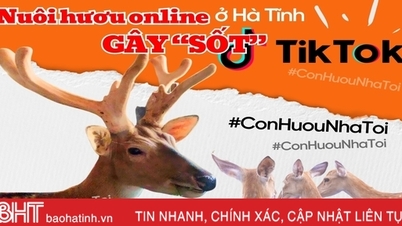 ការ​ចិញ្ចឹម​ក្តាន់​តាម​អ៊ីនធឺណិត​នៅ Ha Tinh "បង្ក​ឱ្យ​មាន​គ្រុន​ក្ដៅ" នៅ TikTok