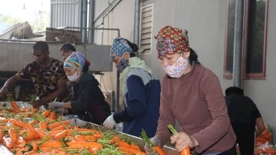 「ニンジンの首都」ドゥックチン省からは、毎日何百トンもの商品が輸出されている。