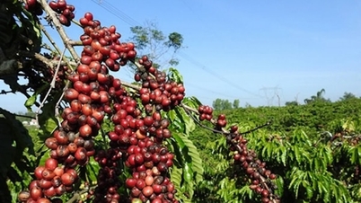 Lo ngại triển vọng nguồn cung Robusta từ Việt Nam, giá cà phê xuất khẩu sẽ tăng trở lại