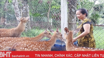 Ha Tinh បញ្ជាក់​សត្វ​ក្តាន់​ឈ្មោល​ចំនួន ១០០ ក្បាល​ត្រូវ​តាម​លក្ខខណ្ឌ​ជ្រើសរើស