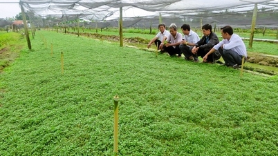 Liên kết sản xuất rau màu chuyên canh quy mô lớn