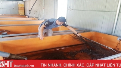 រកចំណូលបានរាប់រយលានដុងក្នុងមួយឆ្នាំៗពីការចិញ្ចឹមអន្ទង់គ្មានភក់