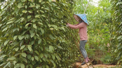 Hoa Kỳ là thị trường xuất khẩu lớn nhất của hồ tiêu Việt Nam