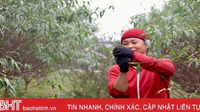 Người dân “thủ phủ” đào phai Hà Tĩnh tất bật vào mùa tuốt lá 