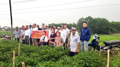 Tổng giá trị sản xuất nông nghiệp của Phú Ninh năm 2024 ước đạt hơn 1.363 tỷ đồng