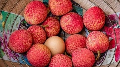 Hơn 100.000 đồng/kg vải Tây Nguyên chín sớm
