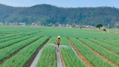 Người trồng hành tỏi ở Kinh Môn ứng phó thời tiết bất thuận