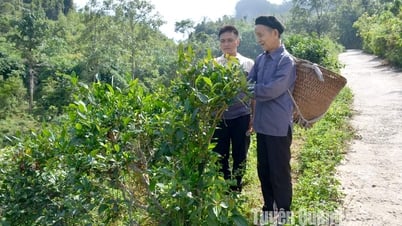 Duy trì diện tích chè khoảng 8.000ha đến năm 2030