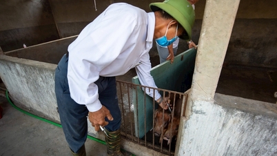 Les villes de Kinh Mon et Hai Duong ont vacciné les porcs contre la peste porcine africaine.