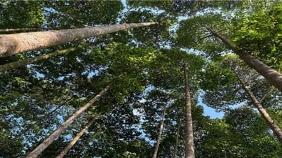 Cơ hội gia tăng giá trị rừng trồng từ Hệ thống chứng chỉ rừng quốc gia
