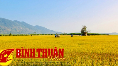 Online conference with localities on regulations on rice land