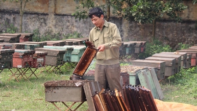 Mùa thu mật ong ở Thanh Hà