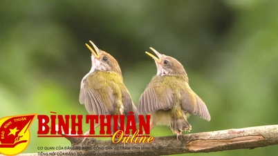 Những tiếng hót vui cho đời
