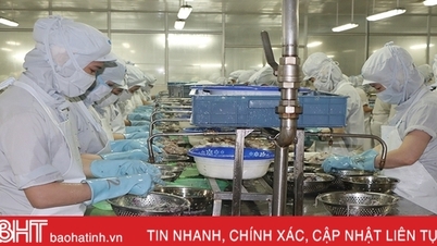 ការ​លំបាក​ក្នុង​ការ​សម្រេច​បាន​គោល​ដៅ​ចំណូល 5 លាន​ដុល្លារ​នៃ​អាហារ​សមុទ្រ Nam Ha Tinh