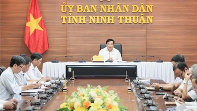 UBND tỉnh họp trực tuyến triển khai các giải pháp phòng, chống bệnh Dịch tả lợn Châu Phi