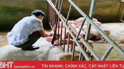 Cẩm Xuyên xuất hiện dịch tả lợn châu Phi