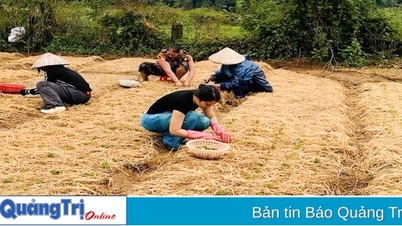Nông dân phường An Đôn tất bật vụ hoa Tết