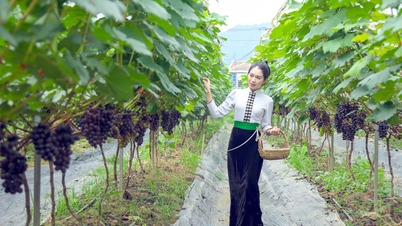 រដូវទំពាំងបាយជូរផ្អែម
