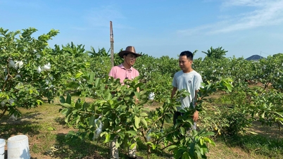 HTX sản xuất và tiêu thụ nông sản an toàn xã Khánh Thành được công nhận là HTX tiêu biểu toàn quốc năm 2024