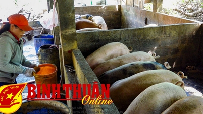 Chủ động phòng chống, kiểm soát bệnh dịch tả heo châu Phi