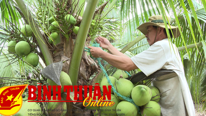 Làm giàu từ mô hình trồng dừa xiêm xanh kết hợp nuôi gà