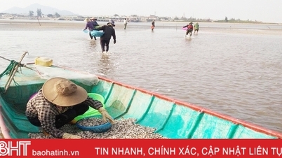 Hà Tĩnh nuôi nhuyễn thể cho giá trị sản xuất hơn 53 tỷ đồng