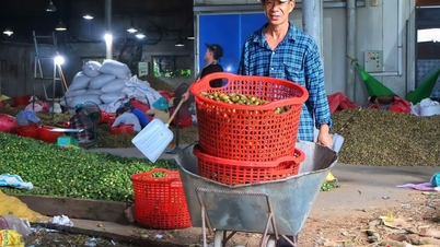 Giá tăng kỷ lục, 1 tấn cau tươi bằng cả lượng vàng