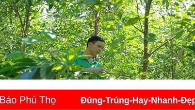 Phu Tho dépasse l'objectif de plantation forestière de 2024