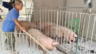 តម្លៃជ្រូកឡើងថ្លៃ អ្នកចិញ្ចឹមជ្រូកនៅ Hai Duong រំភើបចិត្ត