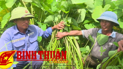 ការ​ដាំ​ដើម​ត្របែក​នាំ​មក​នូវ​ប្រាក់​ចំណេញ​ប្រហែល ២៥០ លាន​ក្នុង​មួយ​ហិកតា។