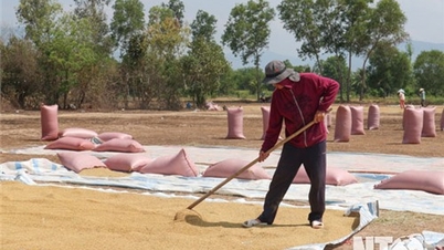 NTO – Die Bauern im Distrikt Ninh Son haben eine gute Winterernte.