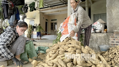 Mùa khoai kém vui của nông dân Yên Quang