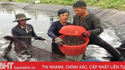 កសិករ​ខេត្ត Ha Tinh ប្រមូល​ផល​បង្កង​ពាណិជ្ជកម្ម​បាន ៥ ៨០០ តោន