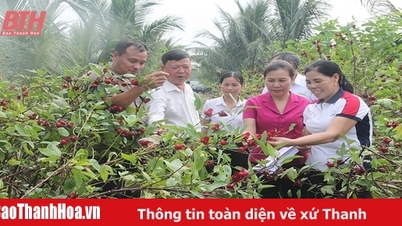 ผลไม้หวานบนทรายร้อน