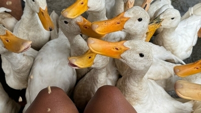 Western tourists come to Quang Binh to experience 'duck massage'