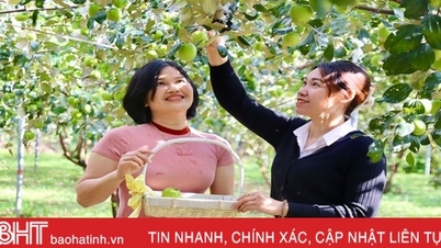បទពិសោធន៍សួនផ្លែប៉ោមសរីរាង្គដែលផ្ទុកដោយផ្លែឈើនៅ Ha Tinh