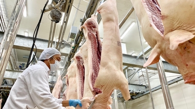 Produkcja mięsa zwierzęcego i drobiu w Hai Duong wzrosła na wszystkich szczeblach.